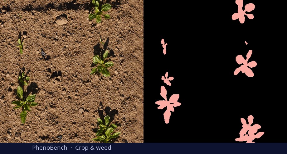 PhenoBench crop & weed — input vs DiGSeg