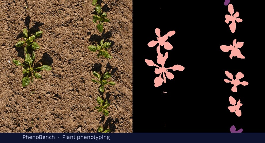 PhenoBench plant phenotyping — input vs DiGSeg