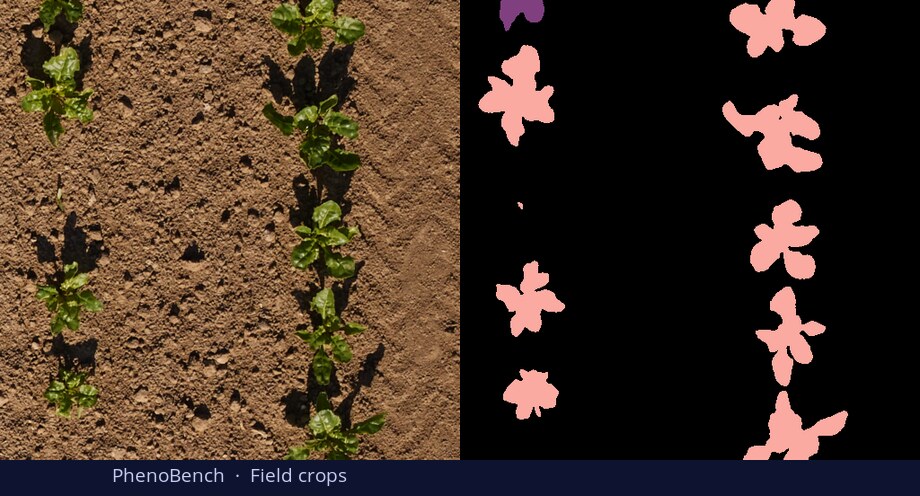 PhenoBench field crops — input vs DiGSeg